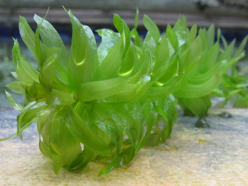 Elodea (Anacharis)