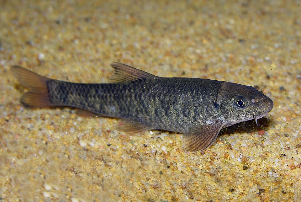Doctor Fish