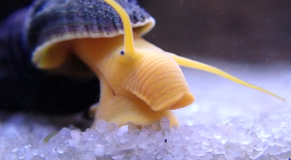 Gold Rabbit Snail