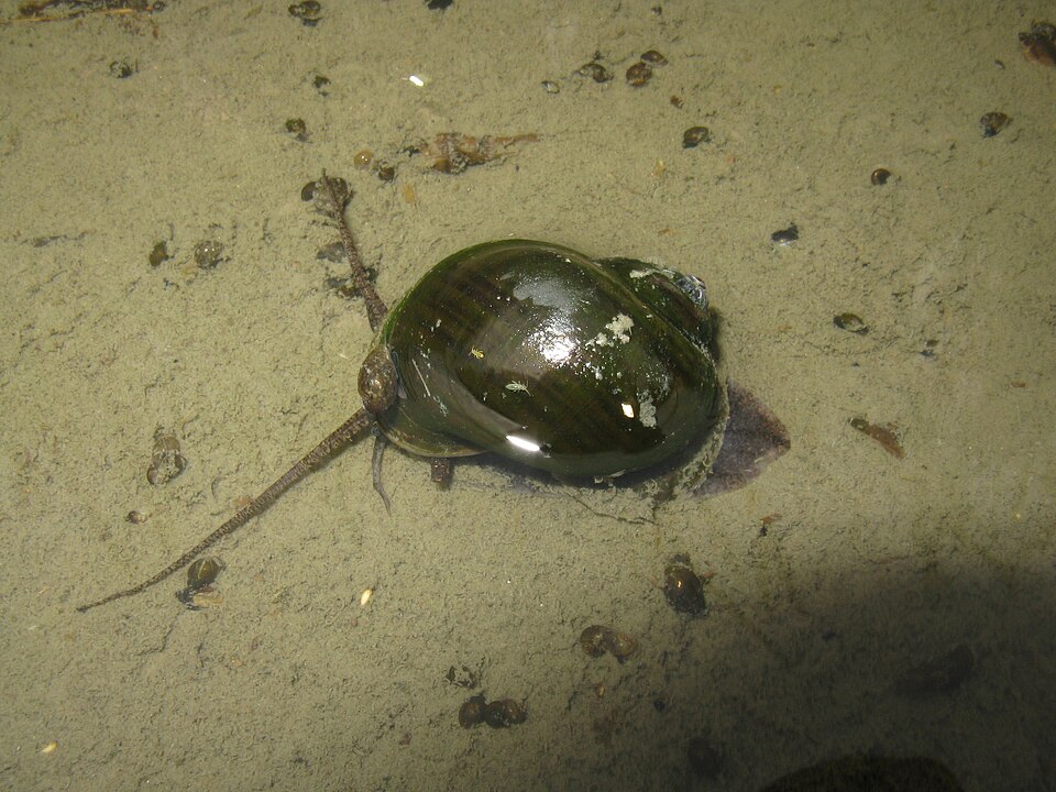 Apple Snail