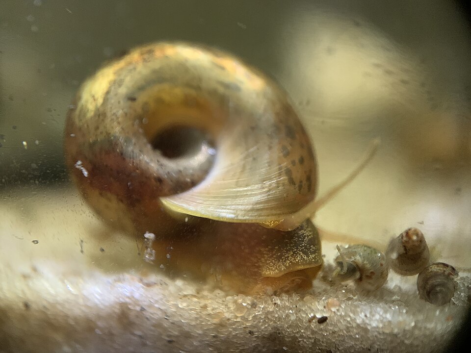 Seminole Ramshorn