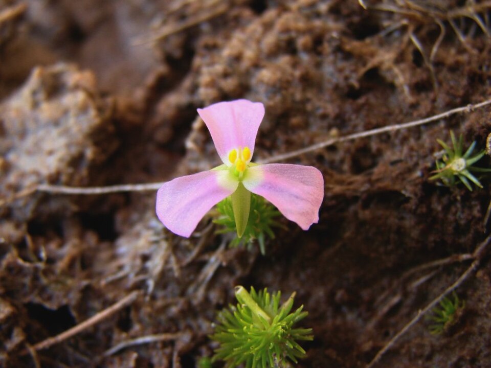 Mayaca Fluviatilis