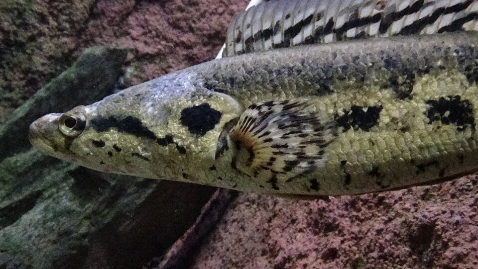 African Snakehead