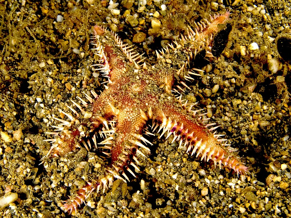 Sand Sifting Starfish