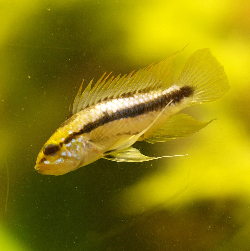 Three-Stripe Dwarf Cichlid