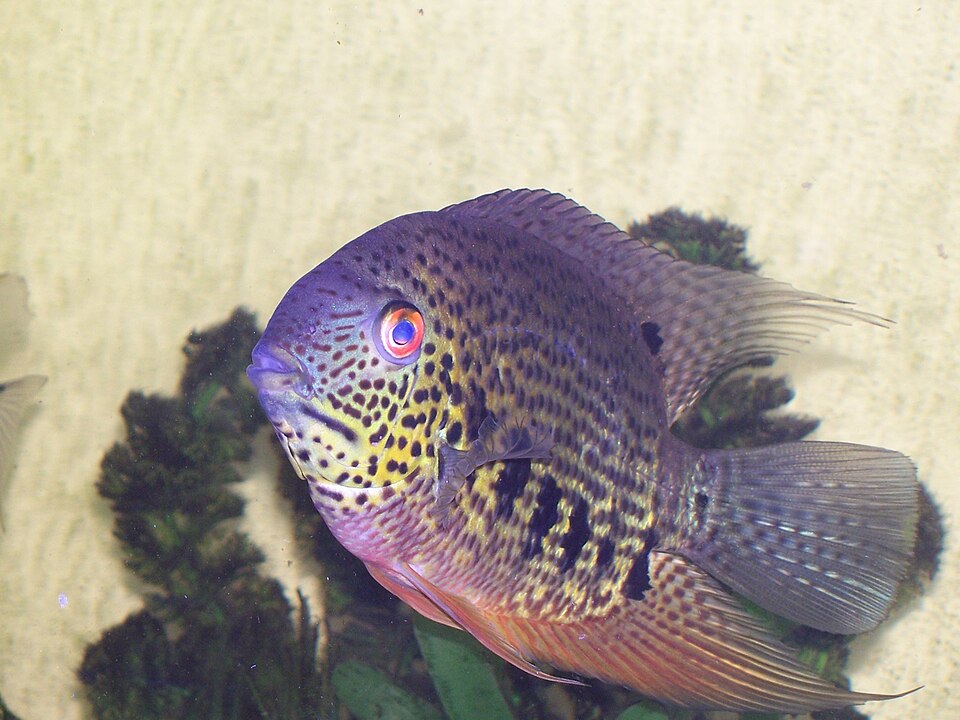 Spotted Severum