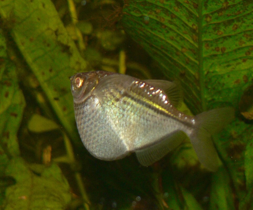 Common Hatchetfish