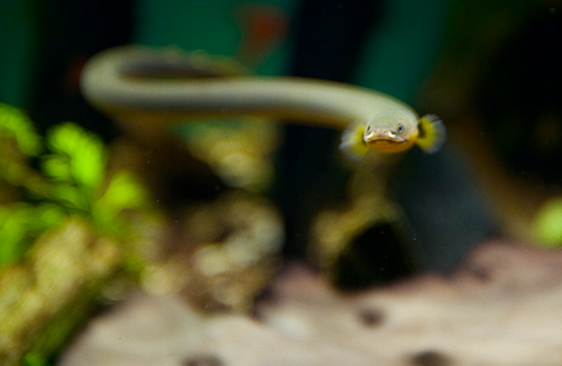 Ropefish