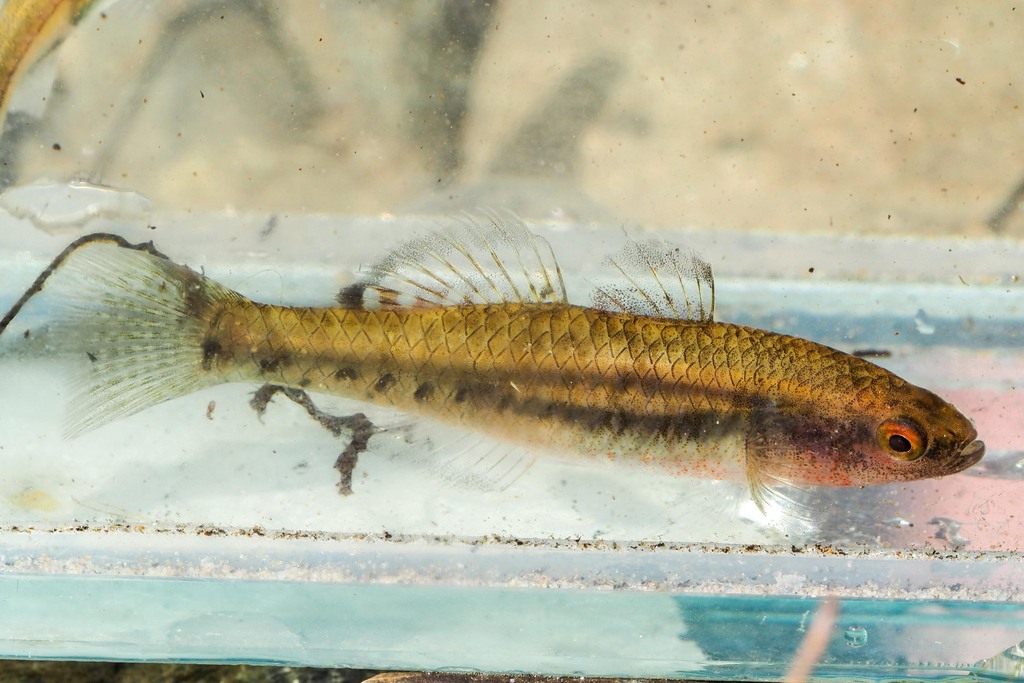 Empire Gudgeon