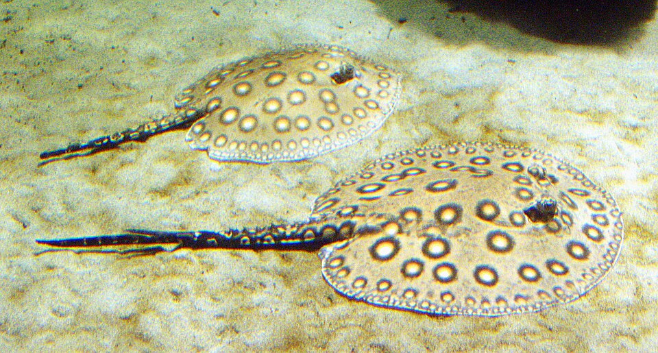 Freshwater Stingray
