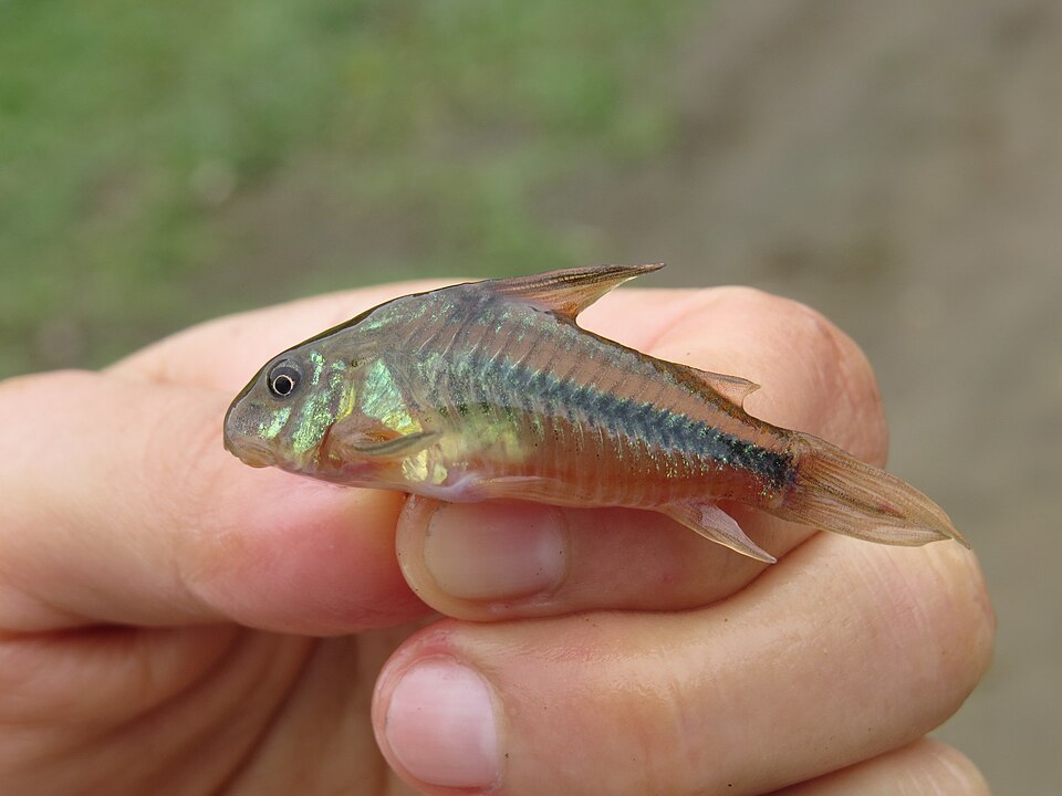 Blue Cory