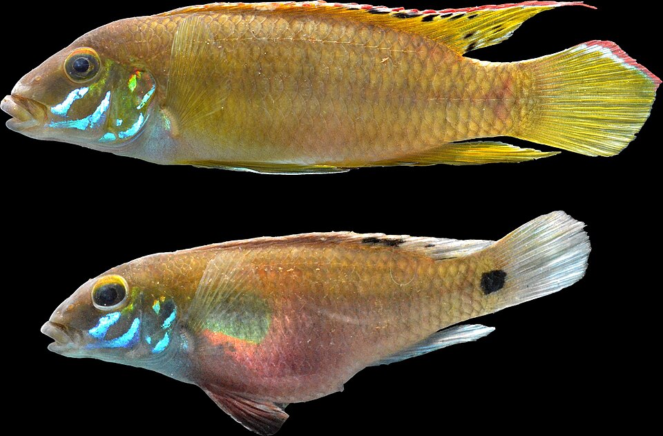 Yellow Kribensis