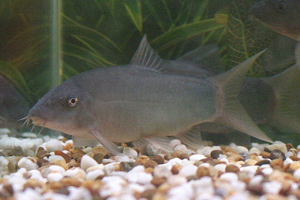Redtail Loach