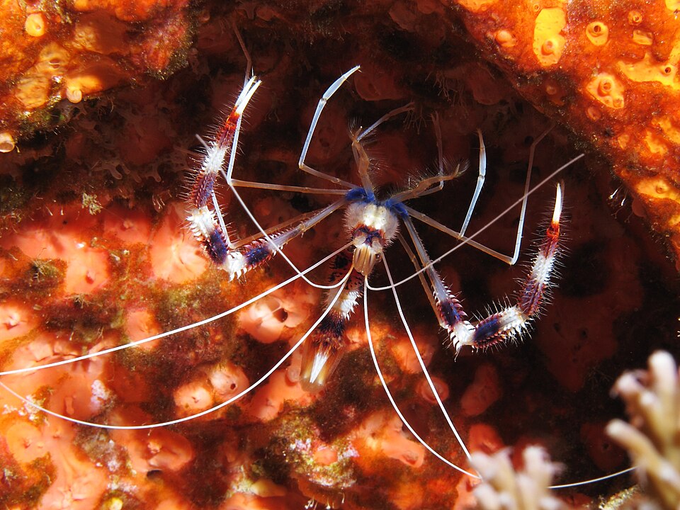 Coral Banded Shrimp