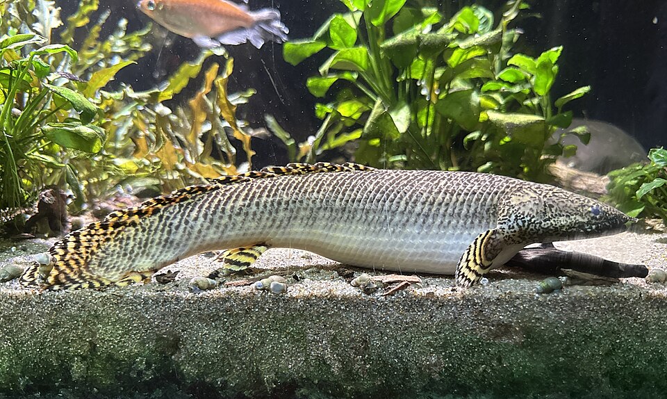 Ornate Bichir
