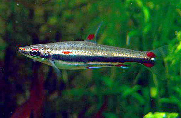 Three-Lined Pencilfish