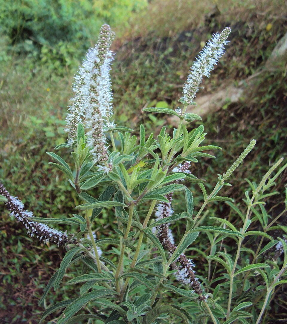 Pogostemon Quadrifolius