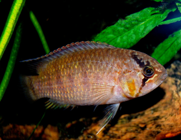 Zebra Acara