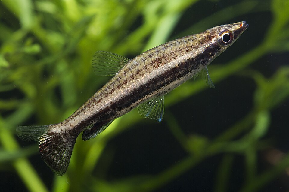 Hockeystick Pencilfish