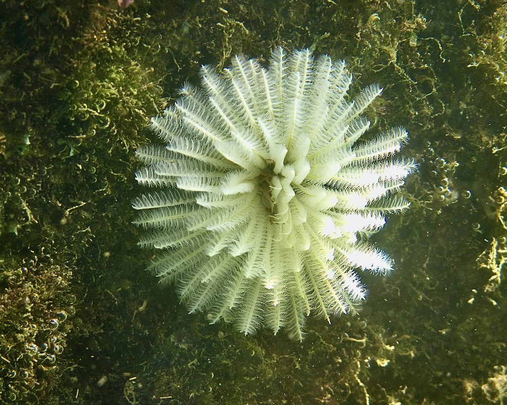 Feather Duster Worm