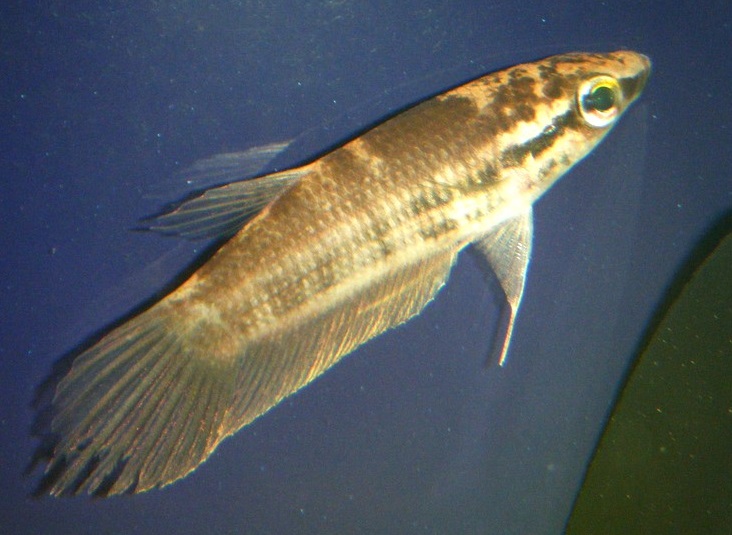 Pugnax Betta