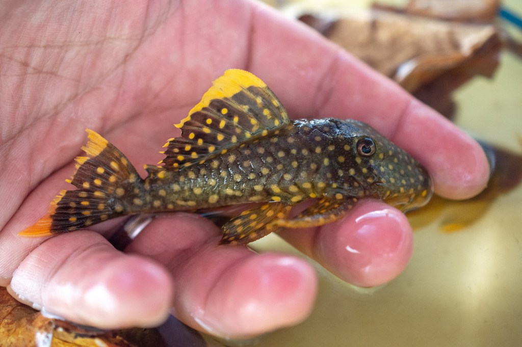 Gold Nugget Pleco