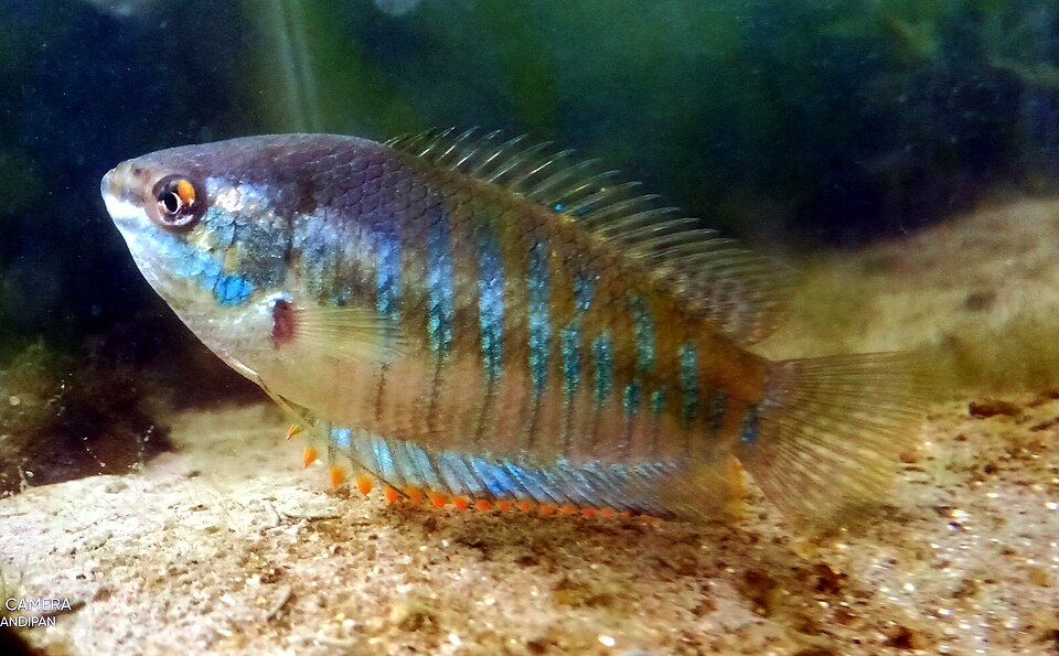 Banded Gourami