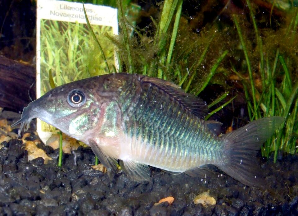 Emerald Green Corydoras