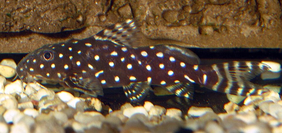 Polka Dot Syno