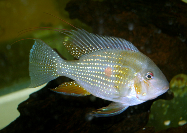 Threadfin Acara