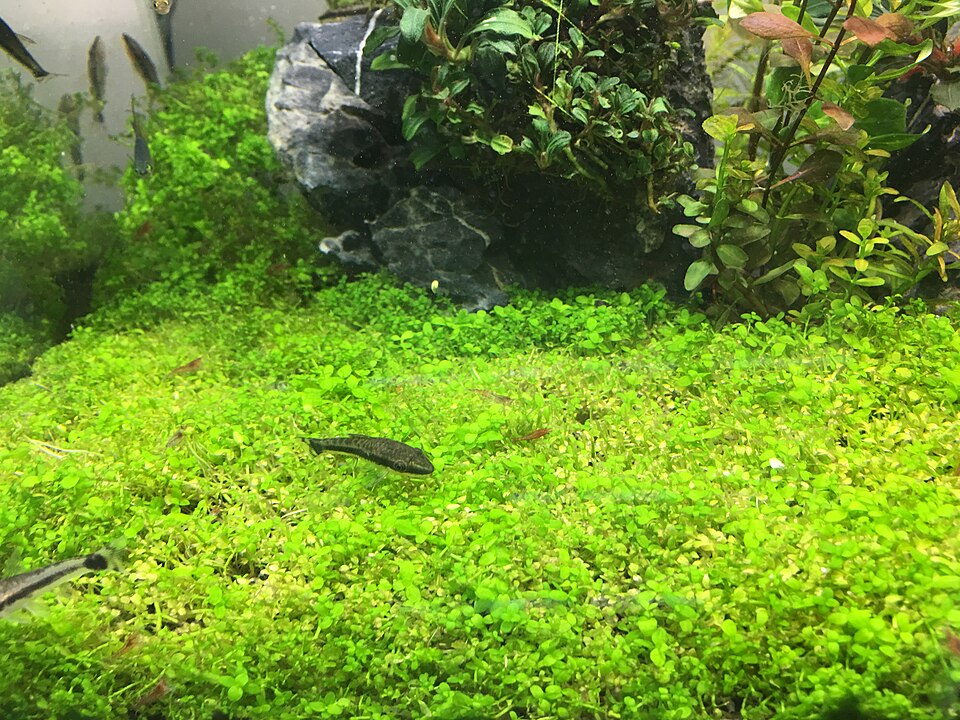 Dwarf Baby Tears