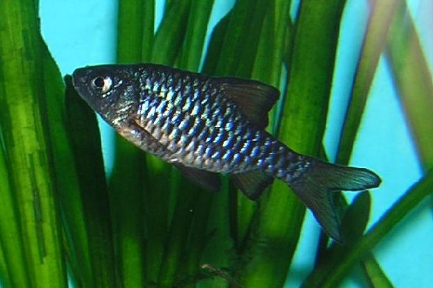 Checkerboard Barb