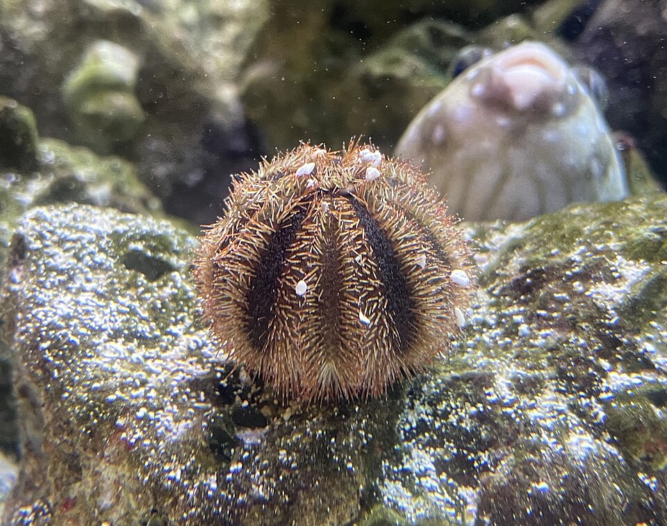 Tuxedo Sea Urchin