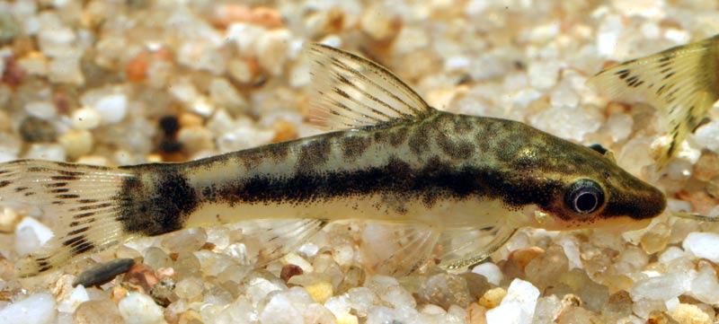Golden Dwarf Sucker