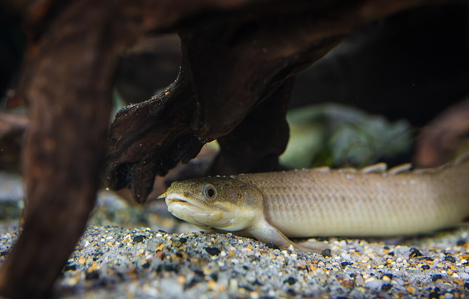 Senegal Bichir