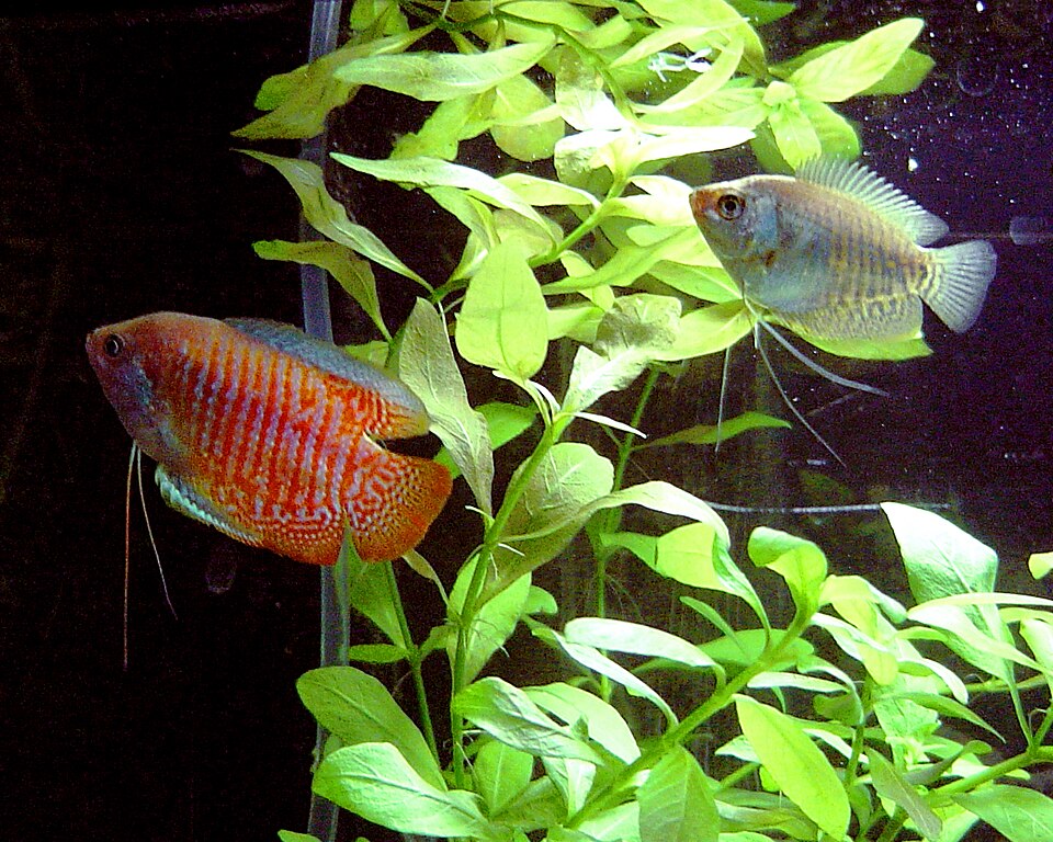 Gourami (Dwarf)