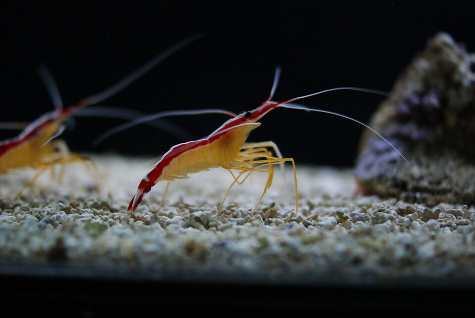 Cleaner Shrimp