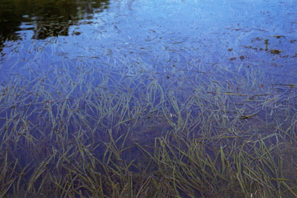 Vallisneria 'Gigantea'