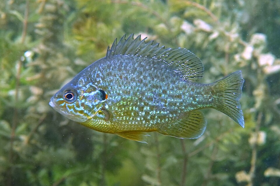 Pumpkinseed Sunfish