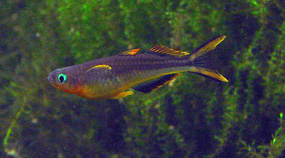 Forktail Blue-Eye