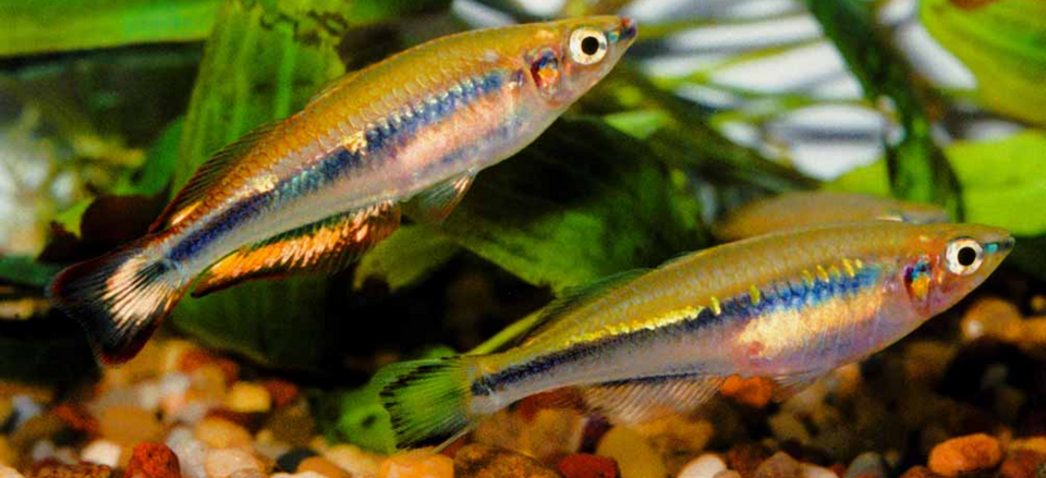 Madagascar Rainbowfish