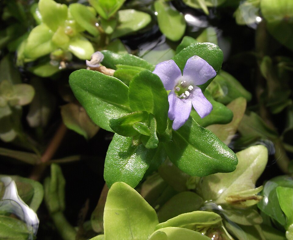 Bacopa Caroliniana