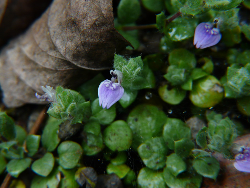 Hygrophila Serpyllum