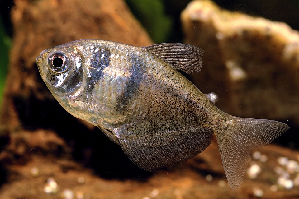 Black Widow Tetra