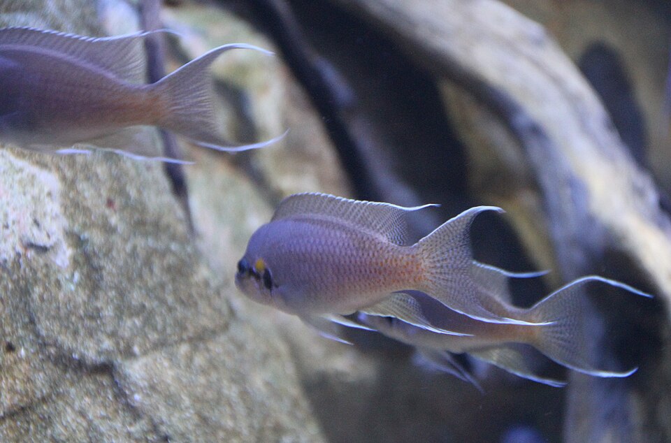 Lyretail Cichlid
