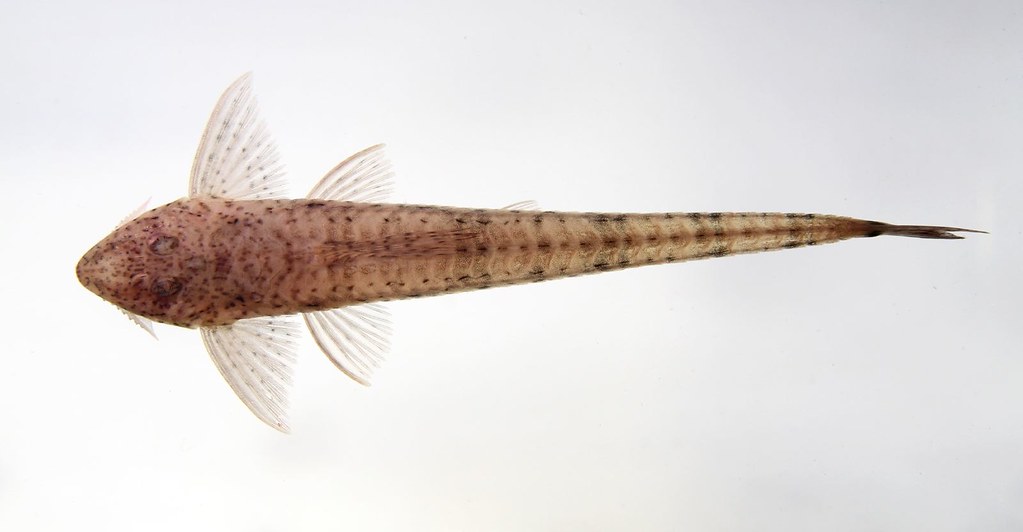 Whiptail Catfish