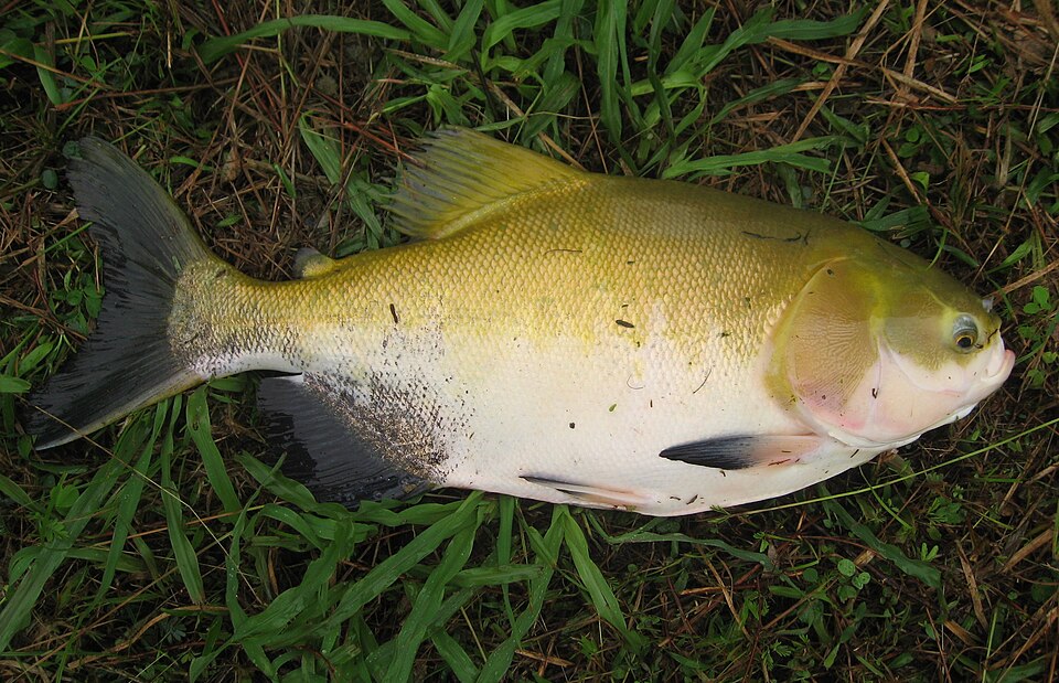 Black Pacu