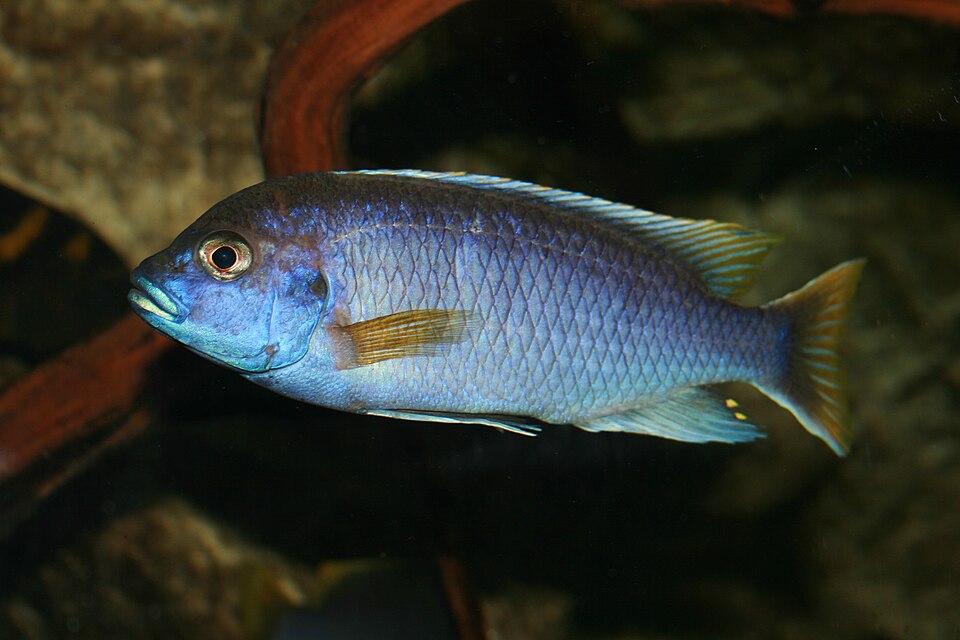 Yellow-Tail Acei