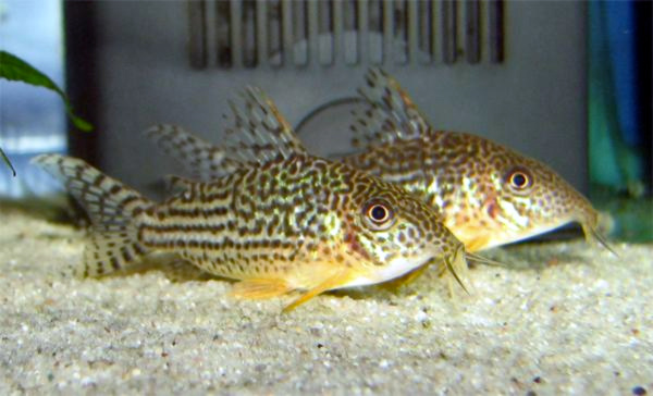 Mosaic Cory
