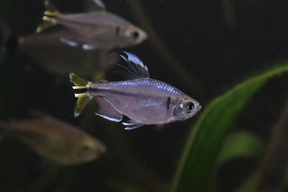Yellow-Tailed Congo Tetra